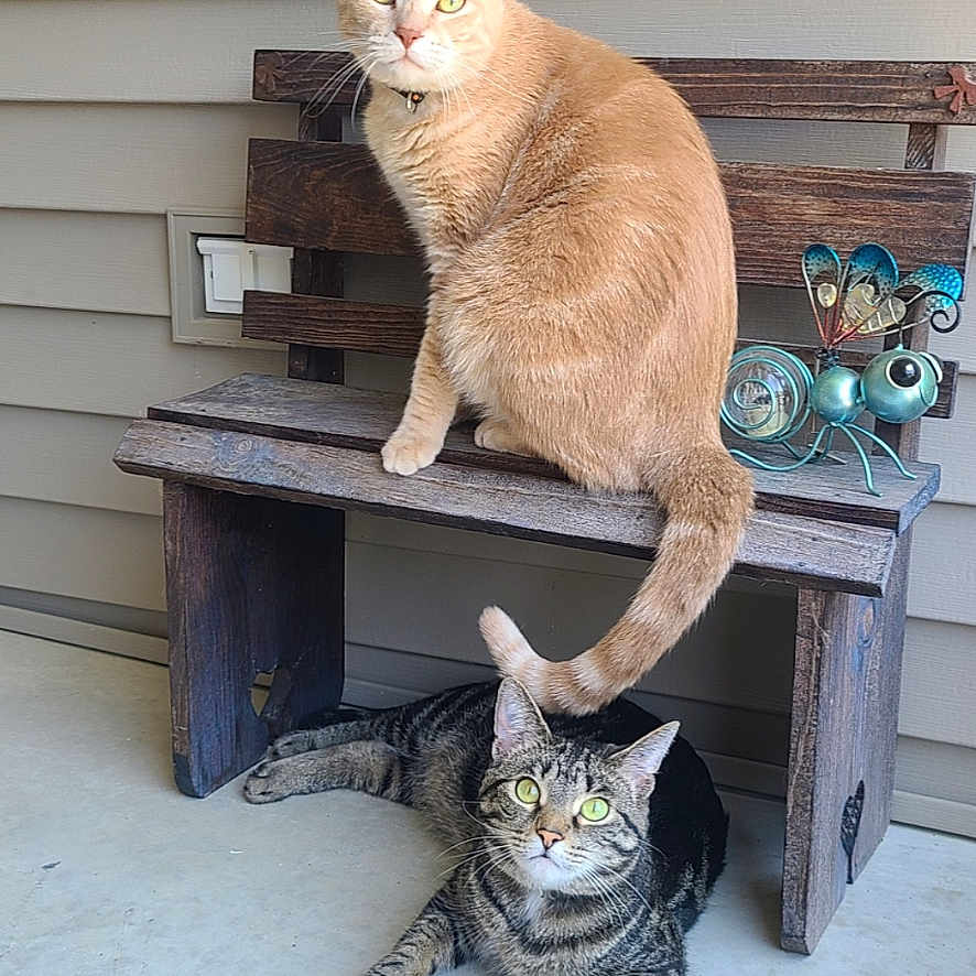 Odin And Riley joined the competition — help win amazing prizes! abyssinian, accessories, animal, bench, cat, clothing, desk, drawer, egyptiancat, furniture, hardwood, indoors, kitten, manx, pet, plywood, shelf, strap, table, wood