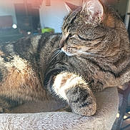 Céline Rabouin a rejoint le concours — aidez-le/la à gagner de superbes lots ! tabby_cat, cat, feline, pet, indoor, sunlight, relaxed, fur, whiskers, cat_tree, living_room, cozy, soft_texture, animal, mammal, striped_fur, close_up, resting, home_interior, daylight