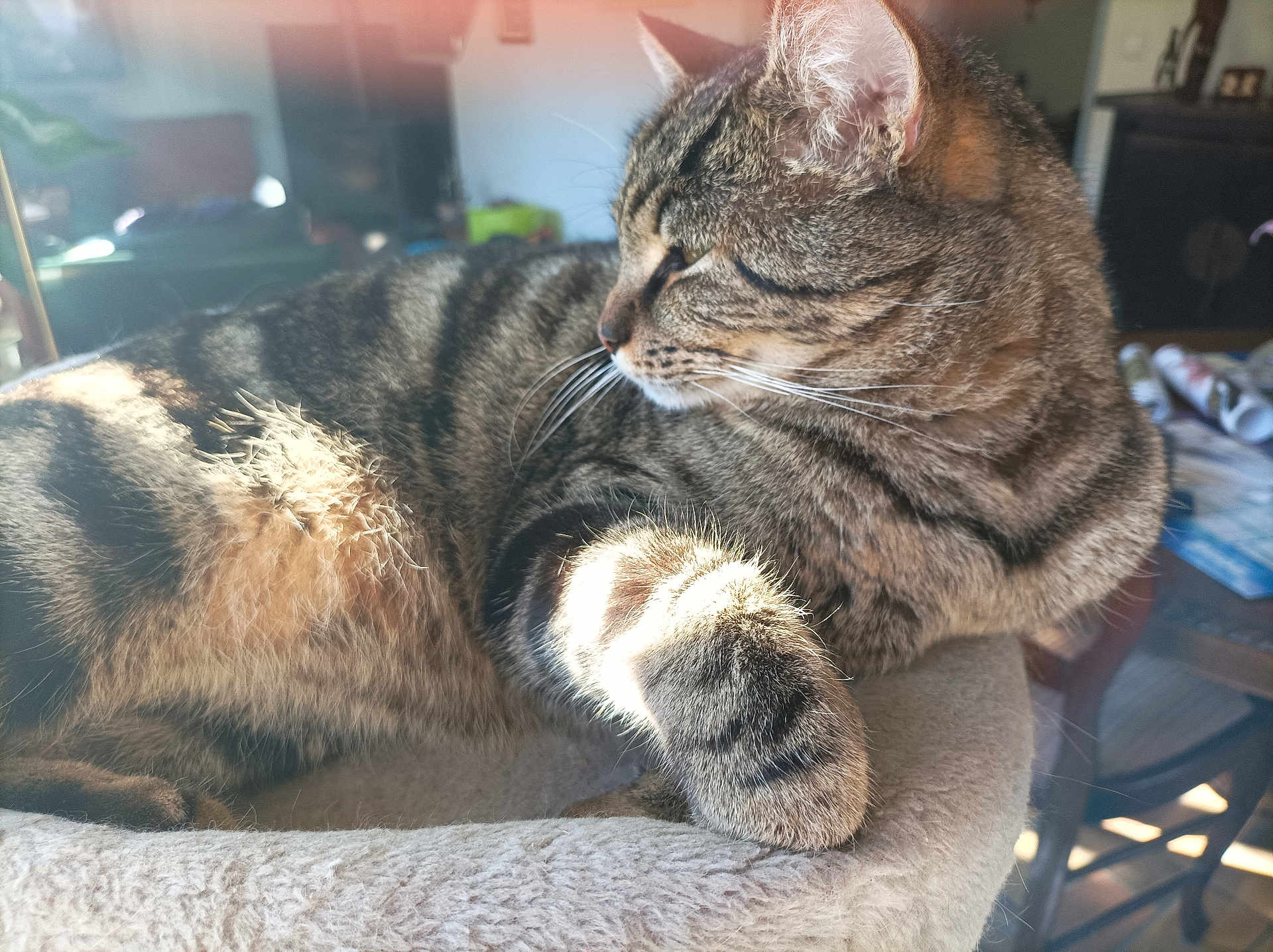 Céline Rabouin a rejoint le concours — aidez-le/la à gagner de superbes lots ! tabby_cat, cat, feline, pet, indoor, sunlight, relaxed, fur, whiskers, cat_tree, living_room, cozy, soft_texture, animal, mammal, striped_fur, close_up, resting, home_interior, daylight