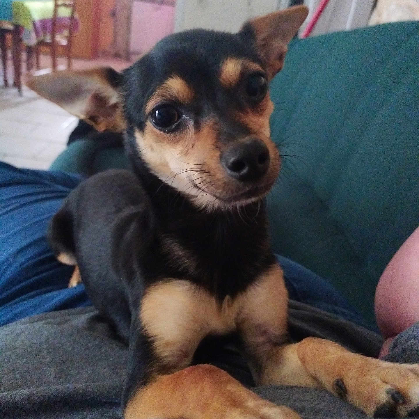 Cookie participe au concours pour gagner de l'argent avec cette photo : black_and_tan, canine, close_up, companion, couch, curious, dog, domestic, ears, fur, furniture, home, indoor, lap, looking, paw, person, pet, relaxed, small_dog