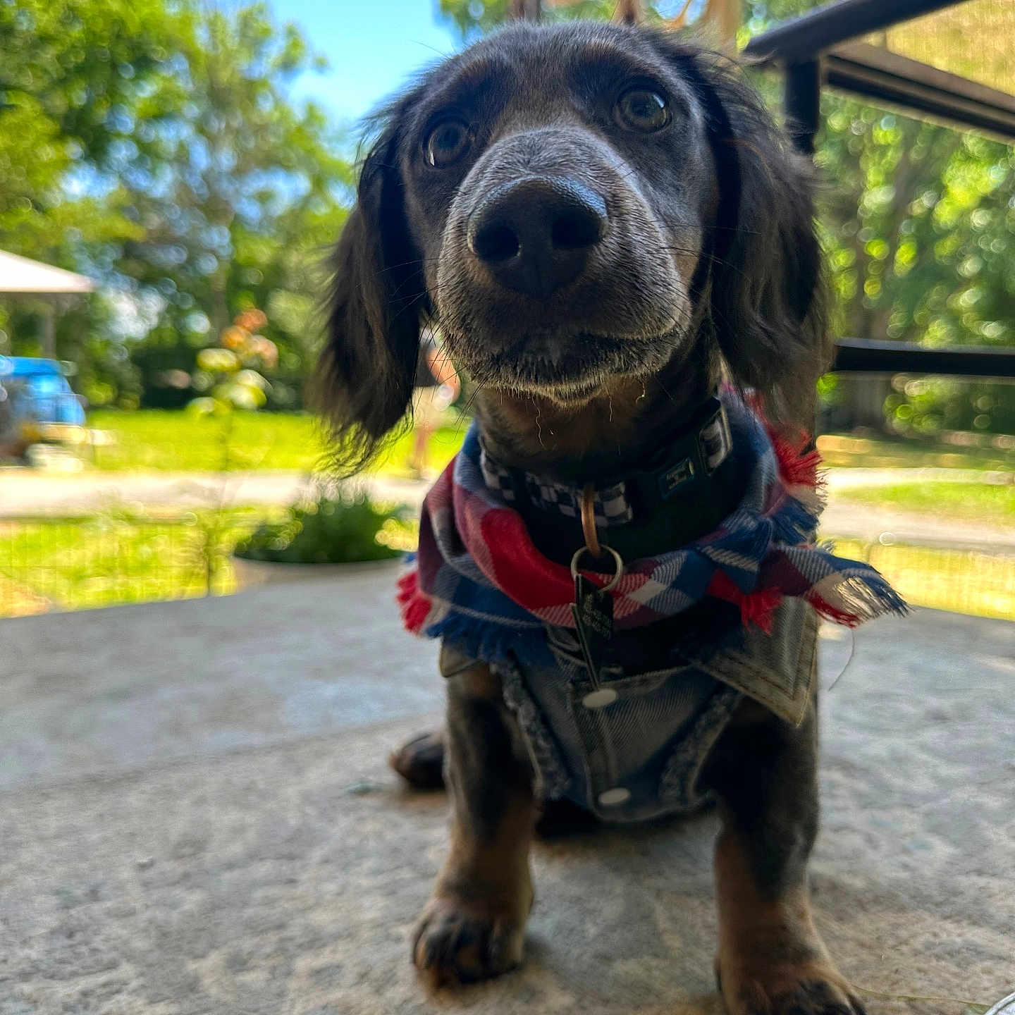 Teddy joined the competition — help win amazing prizes! animal, backyard, blue_sky, close_up, collar, curious_expression, cute, daylight, denim_vest, dog, front_paws, grass, greenery, nature, outdoor, pet, puppy, scarf, sunny, trees