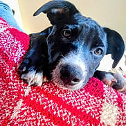 Bentley joined the competition — help win amazing prizes! animal, black_and_white, blanket, close_up, cozy, cute, dog, ears, face, fur, indoor, lying_down, nose, paw, pet, puppy, red, resting, white, young