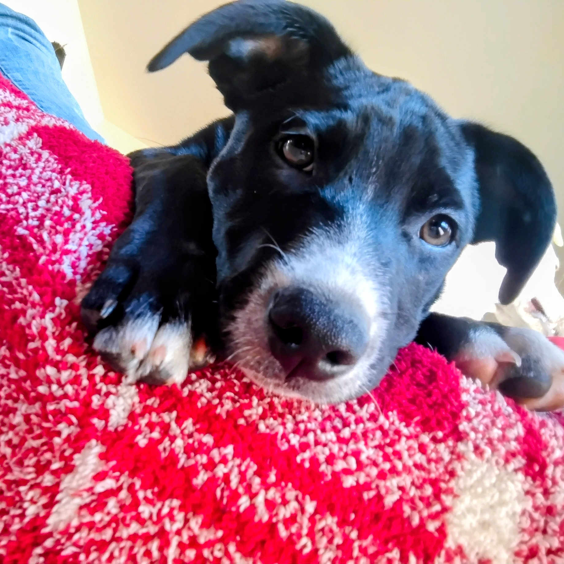 Bentley joined the competition — help win amazing prizes! animal, black_and_white, blanket, close_up, cozy, cute, dog, ears, face, fur, indoor, lying_down, nose, paw, pet, puppy, red, resting, white, young