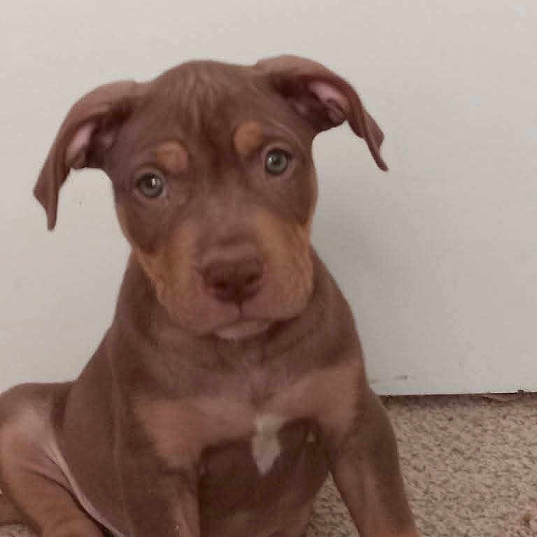 D Bow joined the competition — help win amazing prizes! animal, brown_dog, canine, carpet, companion, cute, dog, domestic_animal, ears, eyes, fur, indoor, looking_at_camera, nose, pet, portrait, puppy, sitting, small_dog, young_dog