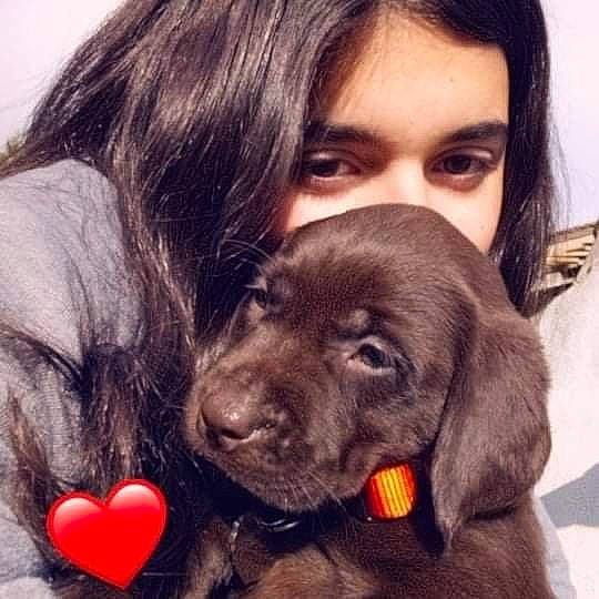 Pepsi participe au concours pour gagner de l'argent avec cette photo : beagador, canidae, carnivore, companion_dog, dog, dog_breed, ear, labrador_retriever, love, nose, photography, puppy, puppy_love, retriever, snout, sporting_group