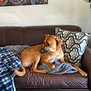 Enzo joined the competition — help win amazing prizes! dog, brown_dog, couch, leather_couch, blanket, decorative_pillow, living_room, wall_art, plant, floor, relaxed, pet, indoor, furniture, cozy, resting, animal, home, interior, comfort