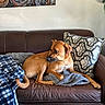 dog, brown_dog, couch, leather_couch, blanket, decorative_pillow, living_room, wall_art, plant, floor, relaxed, pet, indoor, furniture, cozy, resting, animal, home, interior, comfort
