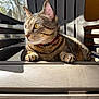 Charlie joined the competition — help win amazing prizes! alert, animal, cat, chair, closeup, collar, daylight, domestic_cat, ears, feline, outdoor, paws, pet, plastic_chair, portrait, relaxed, striped, sunlight, tabby, whiskers