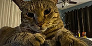 Charlie joined the competition — help win amazing prizes! animal, blanket, cat, ceiling_fan, close_up, cozy, curtains, feline, furniture, home, indoor, mammal, paws, pet, portrait, relaxed, sleepy, soft, tabby, whiskers