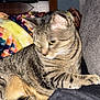 Charlie joined the competition — help win amazing prizes! animal, blanket, cat, couch, cute, domestic, feline, fur, furniture, household, indoor, mammal, orange, pet, relaxing, sitting, striped, tabby, tabby_cat, whiskers