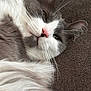 animal, cat, close_up, cute, domestic_cat, feline, fluffy, fur, gray, indoor, lying_down, pet, pink_nose, portrait, relaxed, resting, soft, texture, whiskers, white