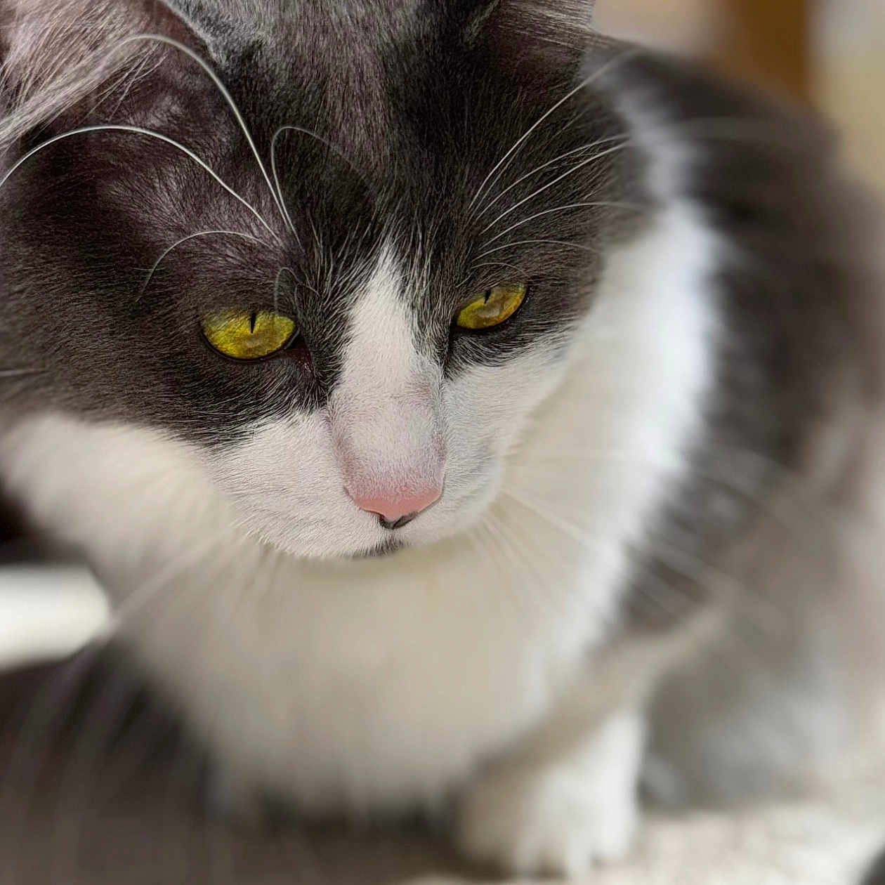 Walley is registered to the contest to win money with this photo: animal, cat, close_up, closeup, curious, cute, domestic_animal, feline, focused, fur, gray_cat, indoor, mammal, pet, portrait, sitting, soft_light, whiskers, white_cat, yellow_eyes
