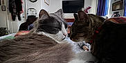 Walley is registered to the contest to win money with this photo: animal, bed, bedroom, blanket, cat, clock, collar, curtain, door, feline, fluffy_cat, furniture, home_interior, indoor, pet, resting, tabby_cat, television, wall_art, window