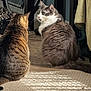animal, bicycle_wheel, carpet, cat, cozy, curious, domestic, floor, fur, furniture, household_items, indoor, long_hair_cat, looking, natural_light, pet, side_view, sitting, tabby_cat, two_cats