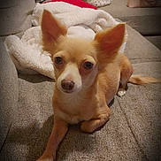 Cali joined the competition — help win amazing prizes! dog, small_dog, chihuahua, pet, indoor, couch, blanket, pillow, cozy, relaxing, fur, ears, animal, cute, companion, home, living_room, resting, portrait, friendly