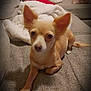 dog, small_dog, chihuahua, pet, indoor, couch, blanket, pillow, cozy, relaxing, fur, ears, animal, cute, companion, home, living_room, resting, portrait, friendly