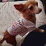Cali is registered to the contest to win money with this photo: dog, small_dog, shirt, clothing, pet, bed, blanket, indoor, furniture, curious, brown_fur, white_shirt, paw, animal, canine, domestic_animal, companion, resting, human_leg, soft_texture