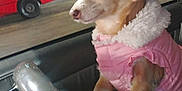 Cali joined the competition — help win amazing prizes! dog, chihuahua, pink_jacket, car_interior, steering_wheel, night, streetlights, window, pet, animal, cute, small_dog, fur, ears, vehicle, parked_car, red_car, side_view, alert, cozy