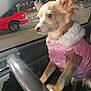 dog, chihuahua, pink_jacket, car_interior, steering_wheel, night, streetlights, window, pet, animal, cute, small_dog, fur, ears, vehicle, parked_car, red_car, side_view, alert, cozy