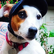 Poupette a rejoint le concours — aidez-le/la à gagner de superbes lots ! dog, pet, animal, canine, collar, cap, hat, face, ears, whiskers, outdoor, plants, flowers, greenery, closeup, portrait, tag, cute, looking, fur