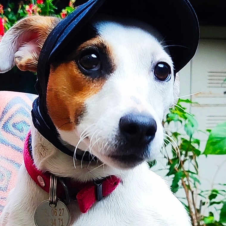 Poupette a rejoint le concours — aidez-le/la à gagner de superbes lots ! dog, pet, animal, canine, collar, cap, hat, face, ears, whiskers, outdoor, plants, flowers, greenery, closeup, portrait, tag, cute, looking, fur