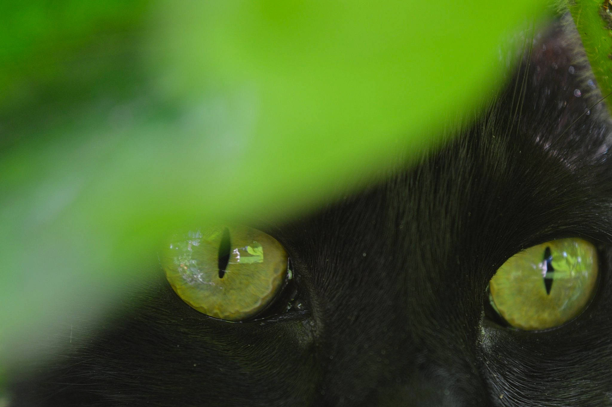 Rosa is registered to the contest to win money with this photo: black_cat, black_hair, carnivore, cat, close_up, eye, felidae, green, iris, leaf, macro_photography, organ, organism, photography, plant, small_to_medium_sized_cats, snout, whiskers