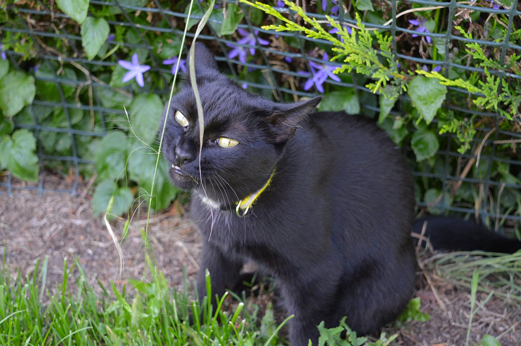 Rosa is registered to the contest to win money with this photo: asian, black_cat, bombay, carnivore, cat, domestic_short_haired_cat, eye, felidae, fur, grass, nebelung, plant, small_to_medium_sized_cats, snout, tail, whiskers