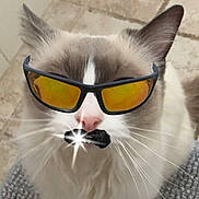 Giggle Shit joined the competition — help win amazing prizes! cat, sunglasses, mustache, indoor, floor, tile, rug, pet, animal, white_fur, gray_fur, whiskers, cute, funny, portrait, closeup, accessory, face, domestic_cat, feline