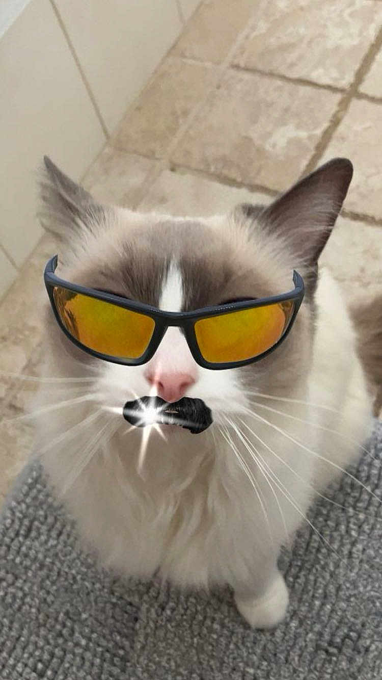Giggle Shit joined the competition — help win amazing prizes! cat, sunglasses, mustache, indoor, floor, tile, rug, pet, animal, white_fur, gray_fur, whiskers, cute, funny, portrait, closeup, accessory, face, domestic_cat, feline