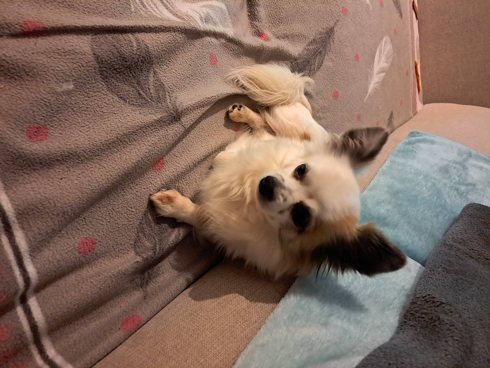 Brutus participe au concours pour gagner de l'argent avec cette photo : canidae, carnivore, comfort, companion_dog, dog, dog_breed, dog_supply, fawn, felidae, fur, german_spitz, german_spitz_mittel, japanese_spitz, pomeranian, snout, spitz, sporting_group, toy_dog, volpino_italiano, whiskers