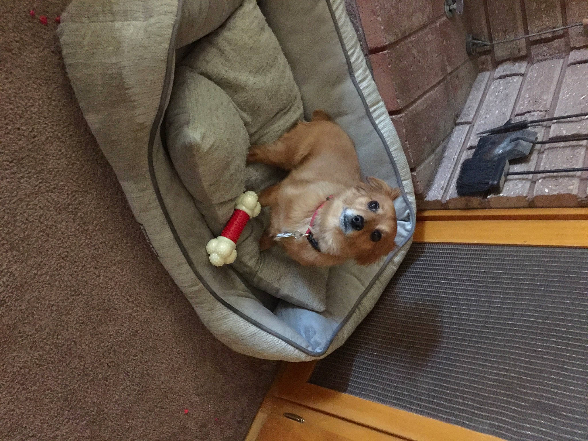 Squirt joined the competition — help win amazing prizes! canidae, carnivore, companion_dog, dog, dog_breed, fawn, mammal, pomeranian, puppy, snout, sporting_group