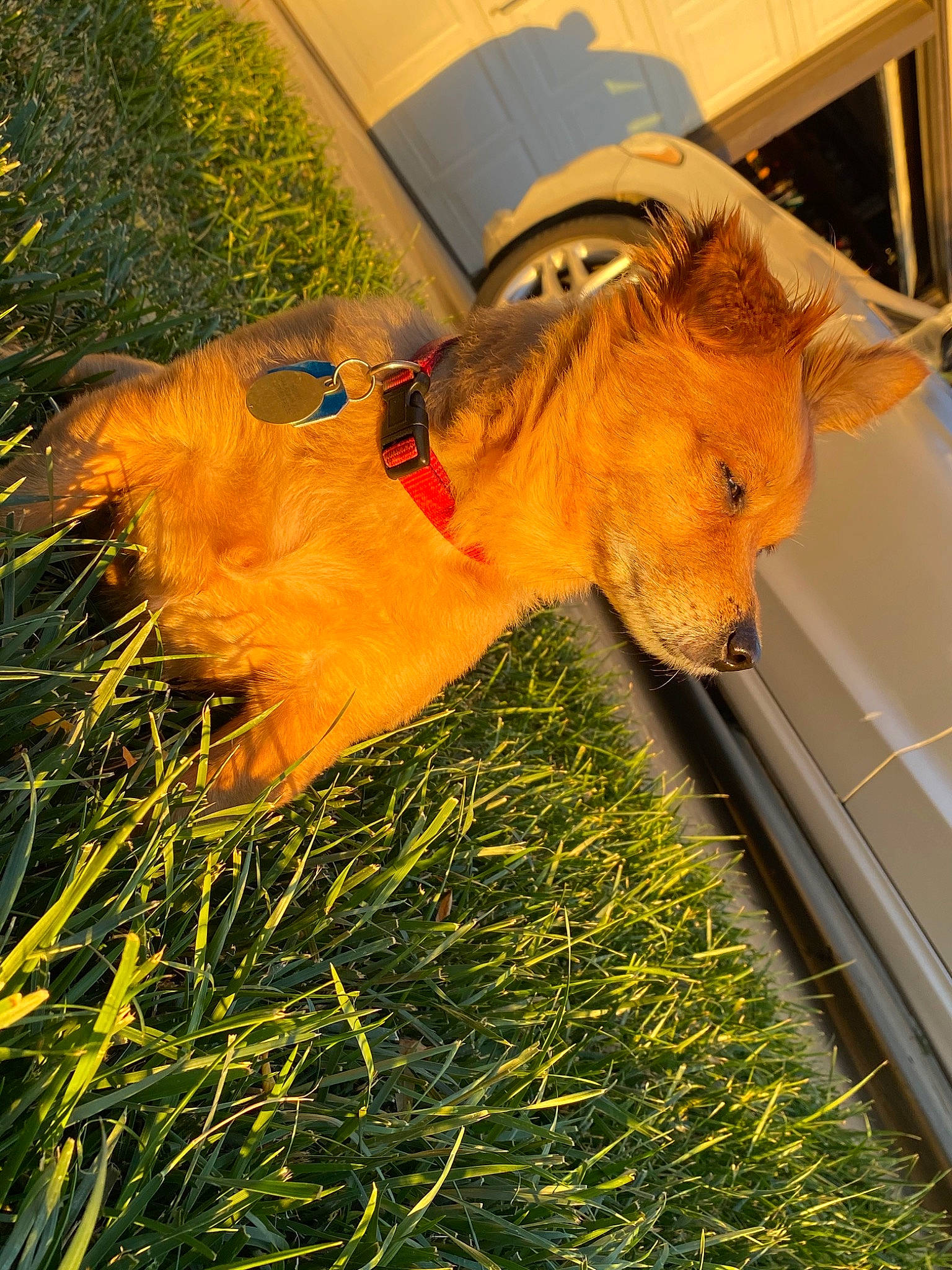 Squirt joined the competition — help win amazing prizes! bovine, canidae, carnivore, dog, dog_breed, fawn, fodder, grass, plant, sporting_group