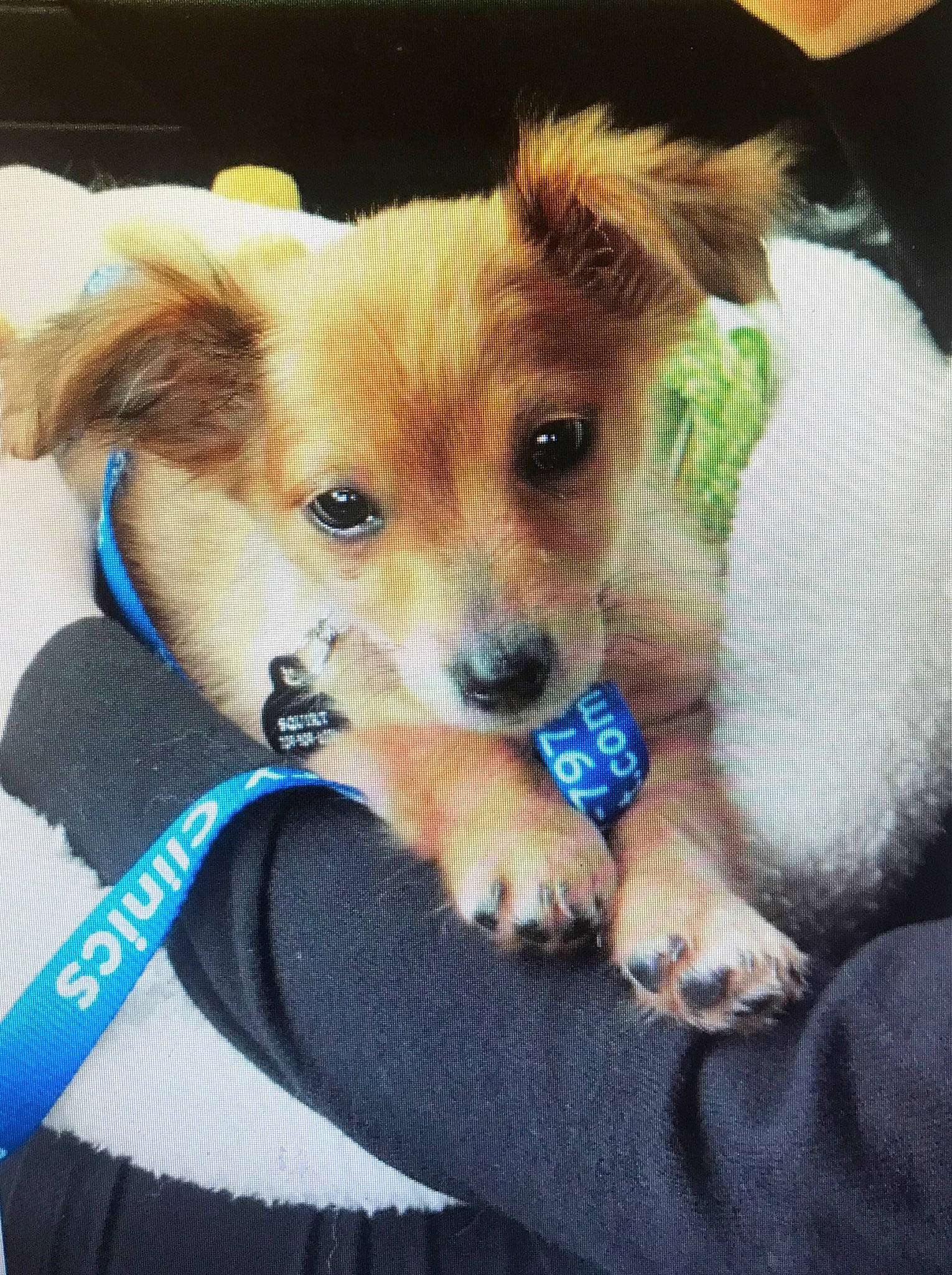 Squirt is registered to the contest to win money with this photo: canidae, carnivore, companion_dog, dog, dog_breed, fawn, mammal, pomeranian, puppy, puppy_love, rare_breed_dog, small_greek_domestic_dog, snout, sporting_group, vertebrate