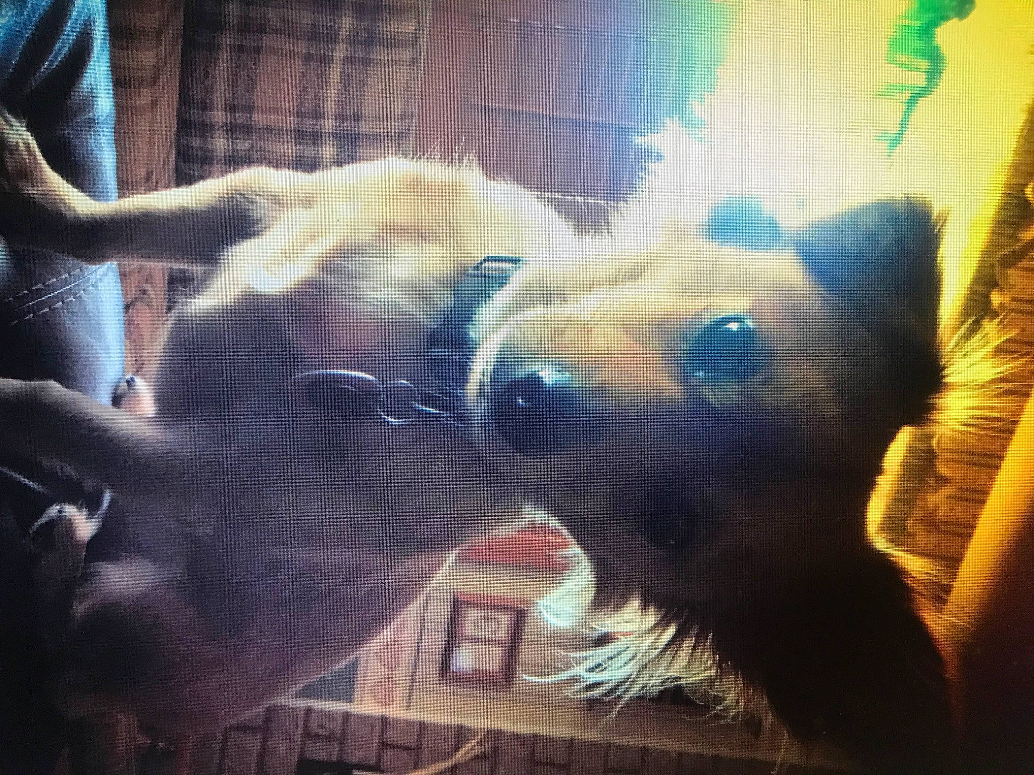 Squirt is registered to the contest to win money with this photo: bear, canidae, carnivore, fawn, fur, nose, sky, snout, square, zoo