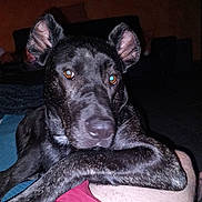 Pablo participe au concours pour gagner de l'argent avec cette photo : dog, canine, pet, black_dog, close_up, portrait, ears, eyes, muzzle, paw, fur, indoor, living_room, sofa, blanket, human_leg, night, flash, watermark, looking_at_camera