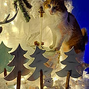 Caline participe au concours pour gagner de l'argent avec cette photo : artificial_snow, cat, christmas_decor, cozy, fabric, fairy_lights, feline, festive, glowing, holiday_display, indoor, orange_cat, ornament, pine_branch, pine_cone, portrait, tabletop_scene, white_cat, winter_scene, wooden_trees