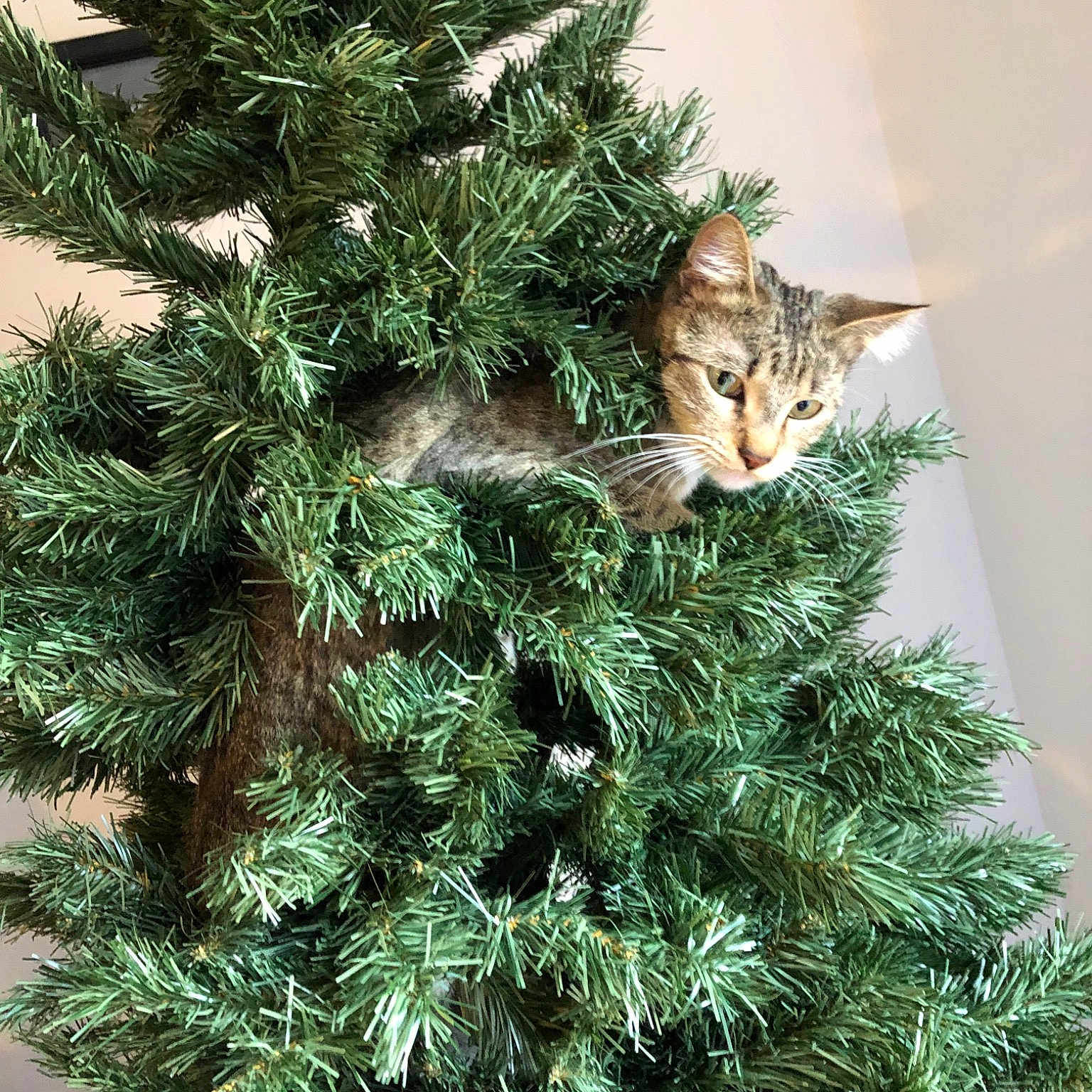 Bulma Phoenix is registered to the contest to win money with this photo: cat, christmas, christmas_decoration, christmas_ornament, christmas_tree, conifer, cypress_family, evergreen, fir, holiday, pine, pine_family, plant, small_to_medium_sized_cats, spruce, tree