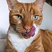Kalle is registered to the contest to win money with this photo: animal, cat, close_up, cute, domestic_cat, ears, expression, feline, fur, green_eyes, indoor, licking, nose, orange_tabby, pet, playful, portrait, relaxed, tongue_out, whiskers