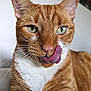 animal, cat, close_up, cute, domestic_cat, ears, expression, feline, fur, green_eyes, indoor, licking, nose, orange_tabby, pet, playful, portrait, relaxed, tongue_out, whiskers