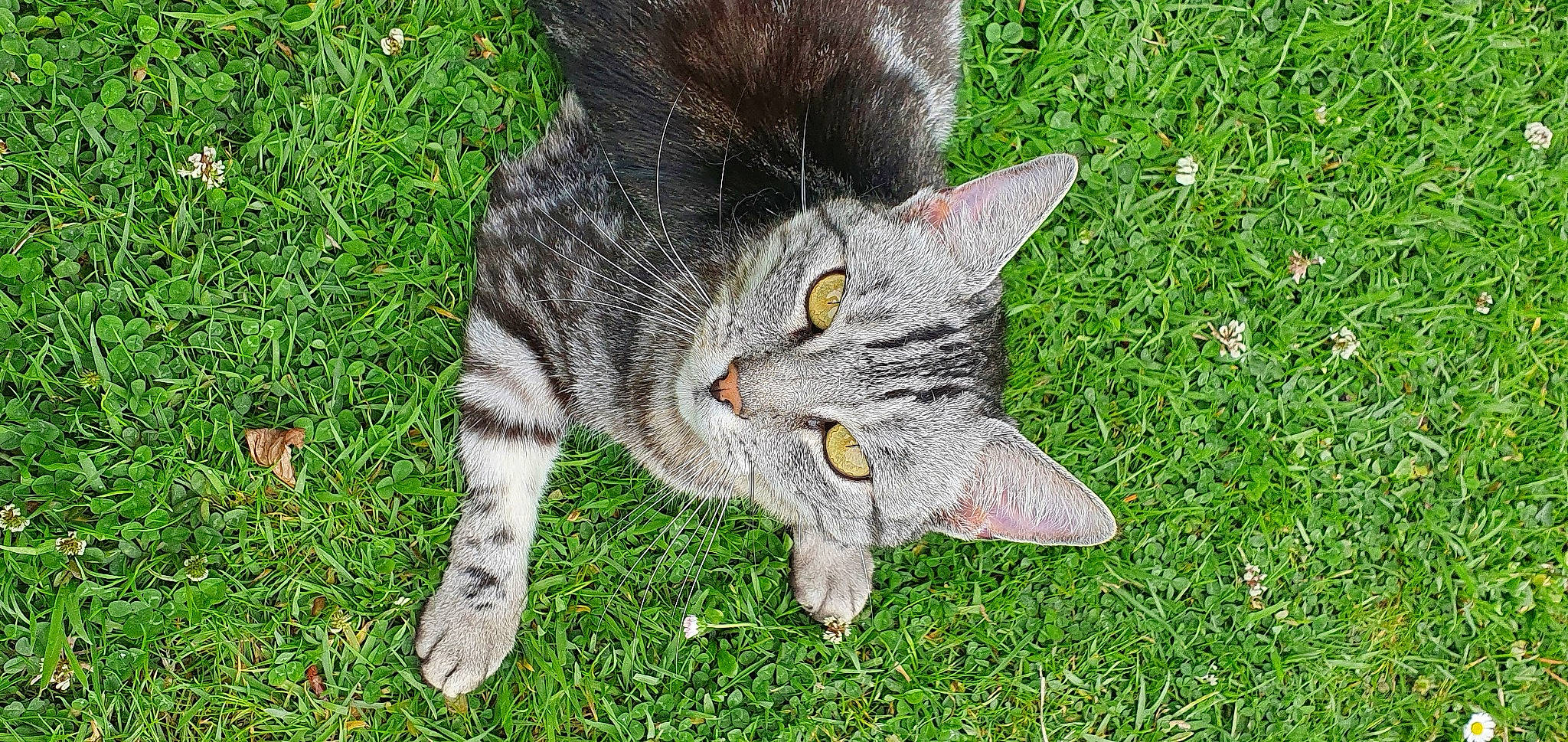 Japan a rejoint le concours — aidez-le/la à gagner de superbes lots ! british_shorthair, carnivore, cat, domestic_short_haired_cat, european_shorthair, felidae, german_rex, grass, kitten, lawn, pixie_bob, plant, small_to_medium_sized_cats, snout, tabby_cat, tail, whiskers, wild_cat