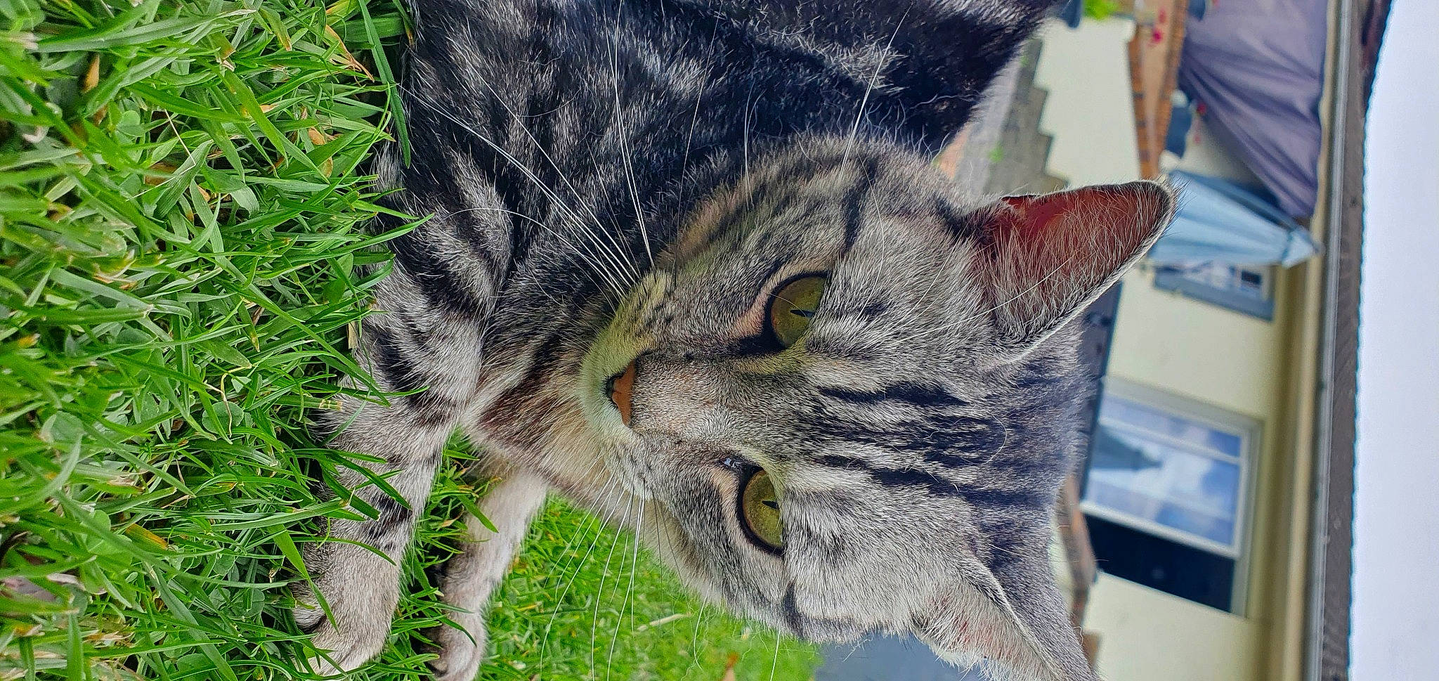 Japan participe au concours pour gagner de l'argent avec cette photo : american_shorthair, california_spangled, carnivore, cat, domestic_short_haired_cat, dragon_li, european_shorthair, felidae, fur, grass, kitten, pixie_bob, plant, small_to_medium_sized_cats, snout, tabby_cat, toyger, whiskers, wild_cat, wildlife