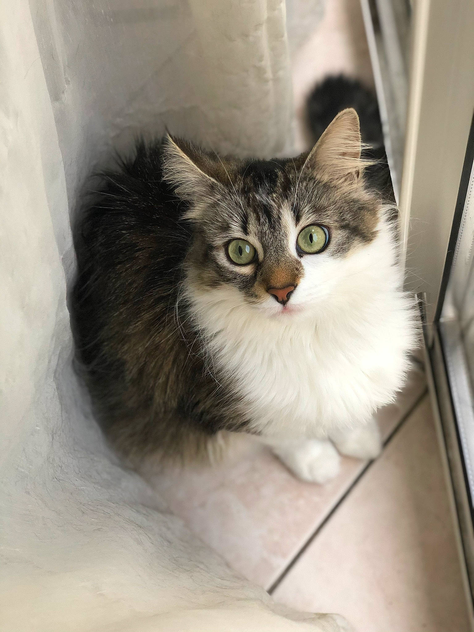 Smoothie Ad a rejoint le concours — aidez-le/la à gagner de superbes lots ! aegean_cat, american_curl, asian_semi_longhair, british_semi_longhair, carnivore, cat, domestic_long_haired_cat, domestic_short_haired_cat, european_shorthair, eye, felidae, kitten, maine_coon, mammal, norwegian_forest_cat, ragamuffin, siberian, small_to_medium_sized_cats, vertebrate, whiskers