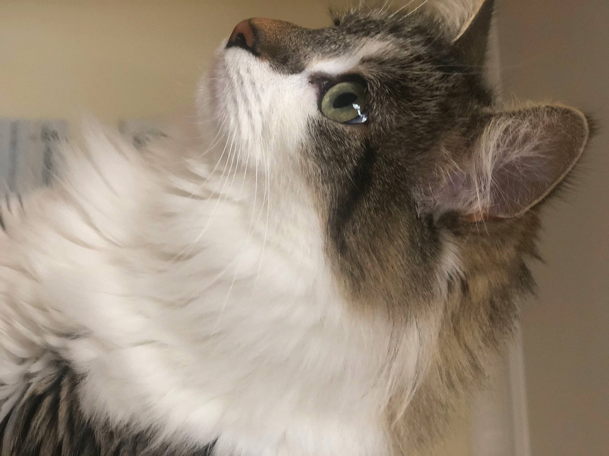 Smoothie Ad participe au concours pour gagner de l'argent avec cette photo : canidae, carnivore, cat, dog_breed, domestic_long_haired_cat, ear, eye, felidae, fur, mammal, norwegian_forest_cat, small_to_medium_sized_cats, snout, vertebrate, whiskers