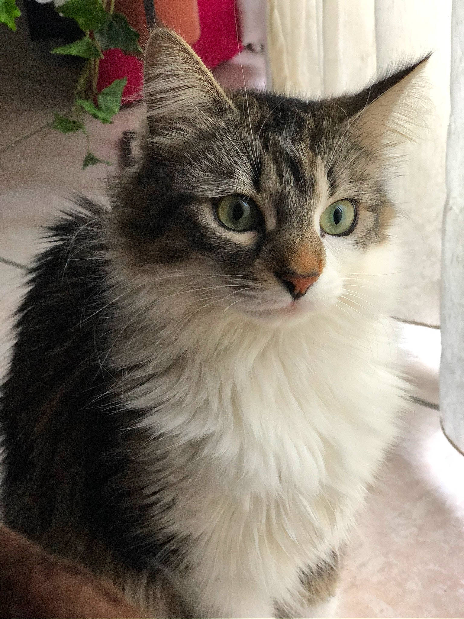 Smoothie Ad a rejoint le concours — aidez-le/la à gagner de superbes lots ! aegean_cat, american_curl, asian, asian_semi_longhair, british_semi_longhair, carnivore, cat, domestic_long_haired_cat, domestic_short_haired_cat, felidae, kitten, maine_coon, mammal, norwegian_forest_cat, ragamuffin, siberian, small_to_medium_sized_cats, tabby_cat, vertebrate, whiskers