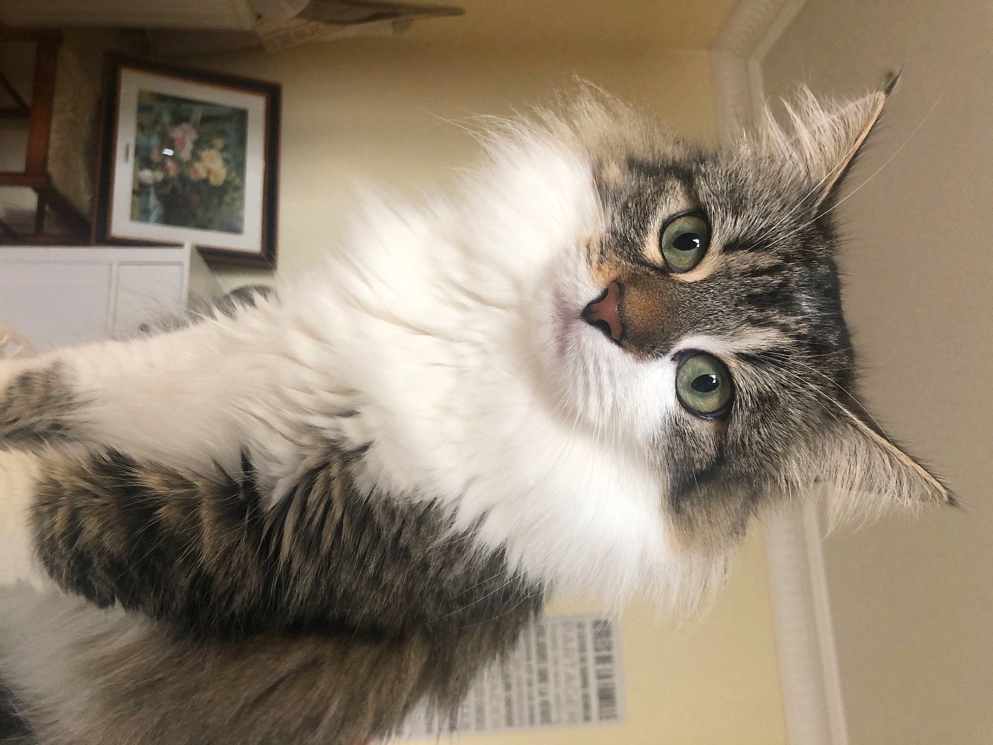 Smoothie Ad participe au concours pour gagner de l'argent avec cette photo : asian_semi_longhair, british_longhair, british_semi_longhair, carnivore, cat, domestic_long_haired_cat, ear, eye, felidae, fur, kitten, maine_coon, mammal, norwegian_forest_cat, ragamuffin, siberian, small_to_medium_sized_cats, whiskers