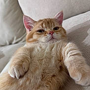 Mungbean Anderdingus joined the competition — help win amazing prizes! animal, cat, close_up, couch, cushion, ears, feline, fluffy, fur, indoor, kitten, lying_down, orange_tabby, paws, pet, pink_nose, portrait, reclining, relaxed, whiskers