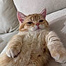 animal, cat, close_up, couch, cushion, ears, feline, fluffy, fur, indoor, kitten, lying_down, orange_tabby, paws, pet, pink_nose, portrait, reclining, relaxed, whiskers