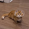 Mungbean Anderdingus joined the competition — help win amazing prizes! animal, cat, cone_collar, cute, doors, e_collar, floor, fluffy_tail, ginger_cat, hallway, indoors, orange_fur, pet, portrait, round_eyes, sitting, veterinary_care, whiskers, white_trim, wooden_floor