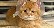 Mungbean Anderdingus joined the competition — help win amazing prizes! animal, cat, cat_tree, cone, cute, e_collar, fur, healing, indoors, injured_pet, orange_cat, paws, pet, plush, portrait, scratching_post, sitting, whiskers, wide_eyed, window_blinds
