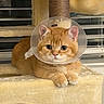 animal, cat, cat_tree, cone, cute, e_collar, fur, healing, indoors, injured_pet, orange_cat, paws, pet, plush, portrait, scratching_post, sitting, whiskers, wide_eyed, window_blinds